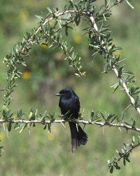 Soysambu Conservancy